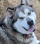 Profile Picture for Thor, Dog of Thunder